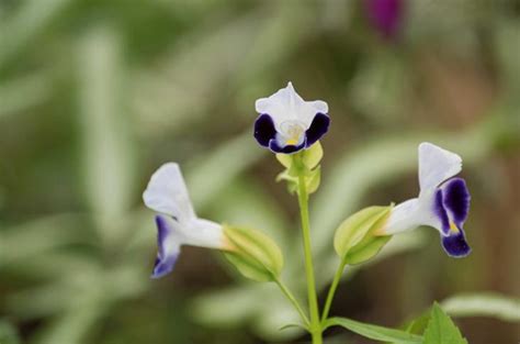 夏堇花語|【夏堇】一種熱鬧的生命，充滿思念與青春的花語